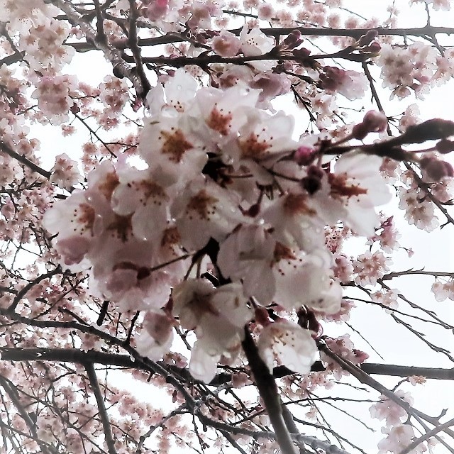 雨の桜IMG_2056 (2) (640x640)