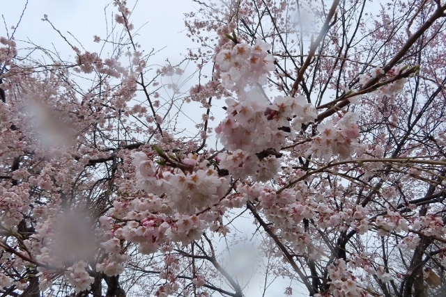 桜雨①IMG_2051 (640x427)
