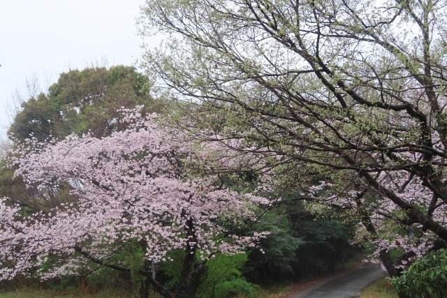 徳林寺桜IMG_2321 (640x427)