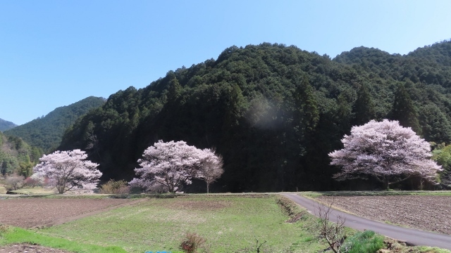 田んぼの桜IMG_2398 (640x360)