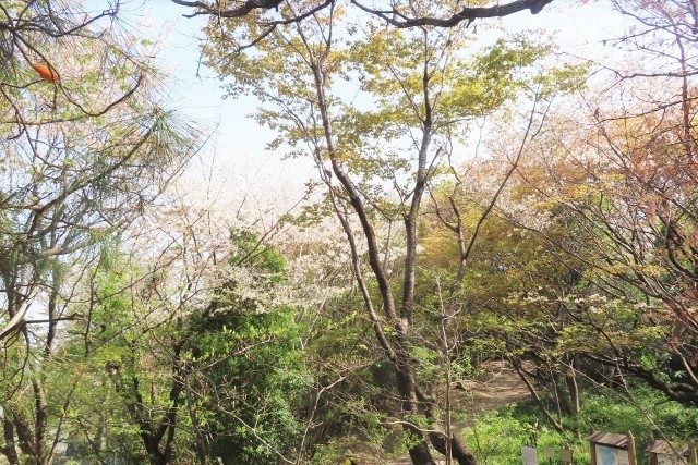 山根の桜IMG_2412 (640x427)