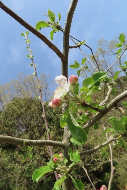 リンゴの花裏山背景IMG_2847 (427x640)