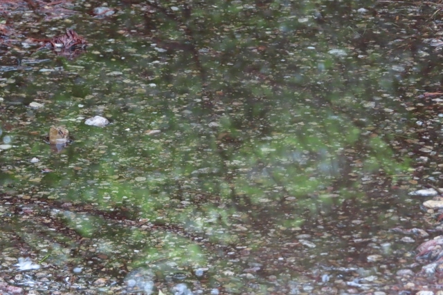 水溜り雨降りIMG_3070 (640x427)