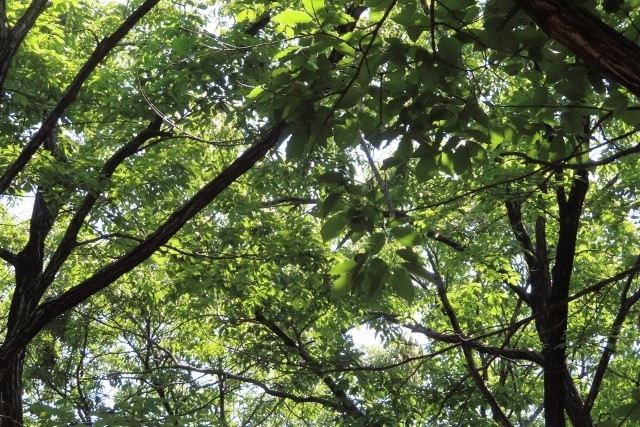 新緑③IMG_3315 (640x427)