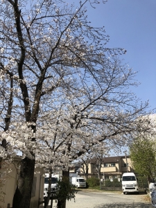 20230329-111桜