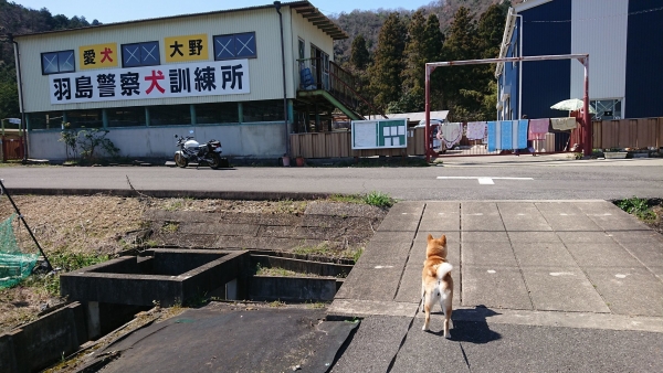 2023年3月20日はねワンデム羽島大野警察犬愛犬訓練所 (4)