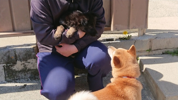 2023年3月20日はねワンデム羽島大野警察犬愛犬訓練所 (8)