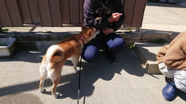 2023年3月20日はねワンデム羽島大野警察犬愛犬訓練所 (9)