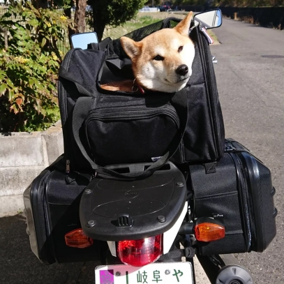 2023年3月20日はねワンデム羽島大野警察犬愛犬訓練所 (19)