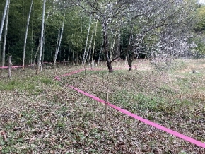 竹藪