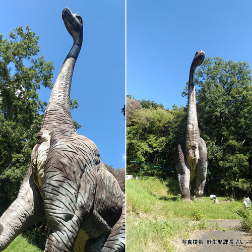 野生児課長さんから最近の恐竜公園の写真を頂きました！