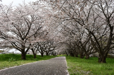 桜　思い出の里　2023-03-31