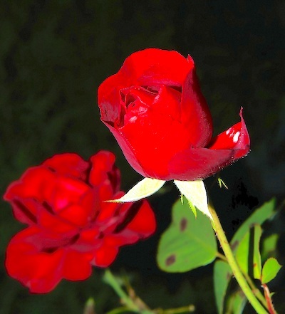 rose-red-blossom-bloom-5483yw9yt938w3141.jpg