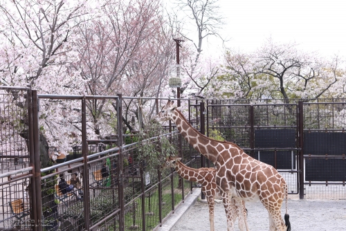 神戸市立王子動物園