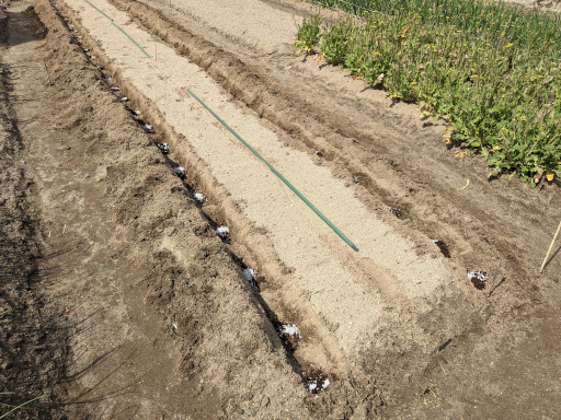 ジャガイモの植え付け　肥料