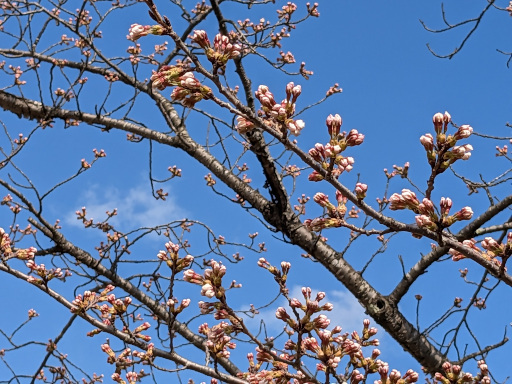 桜のツボミ