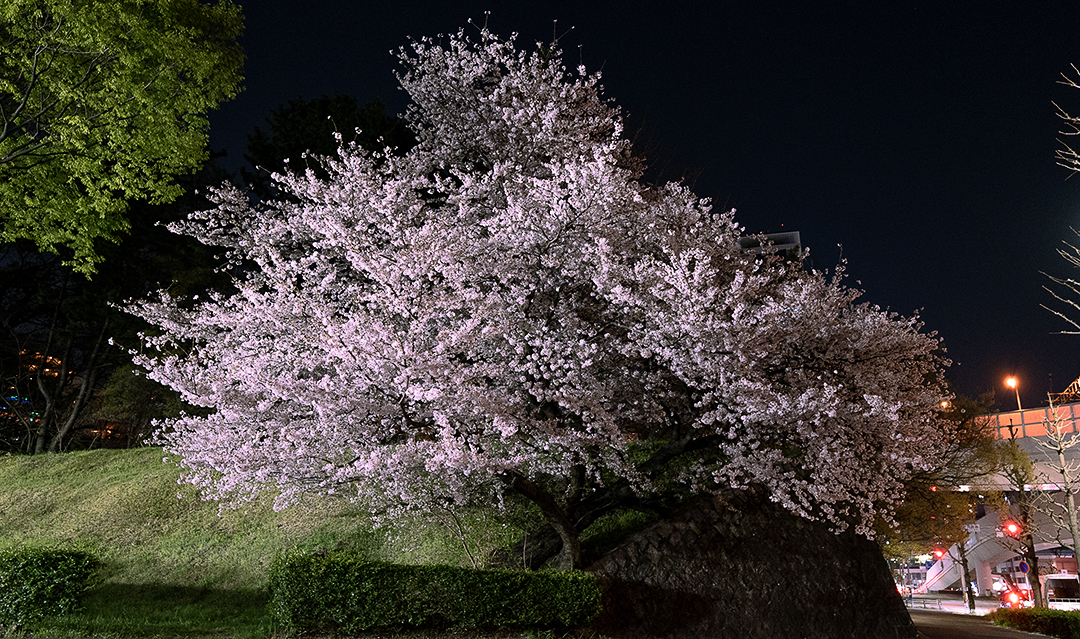 名古屋の桜2 20230329 のコピー