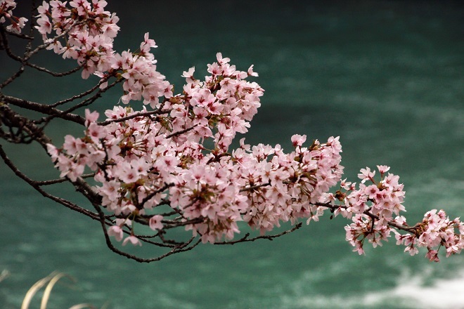 箱根の桜