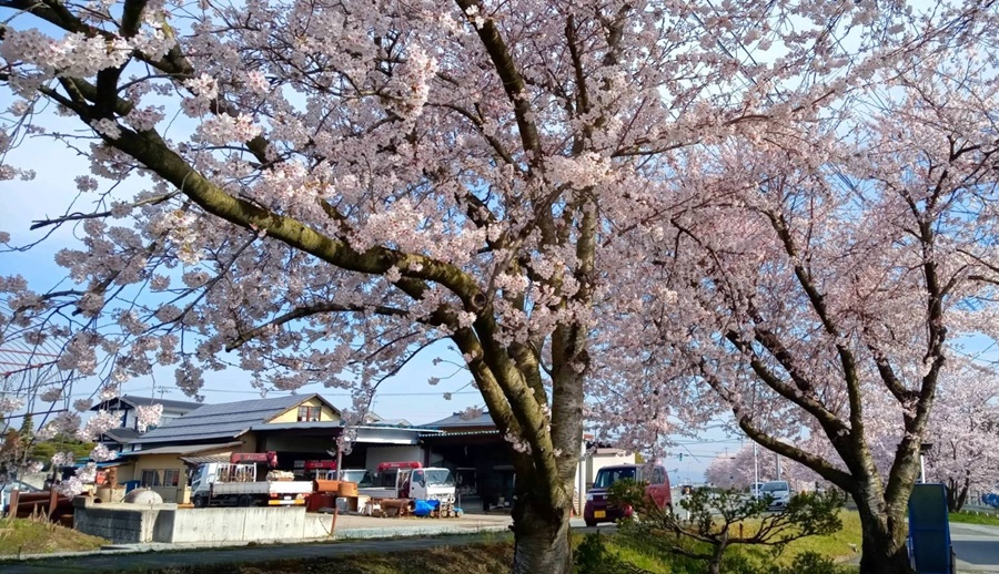 青い空に桜 (1)