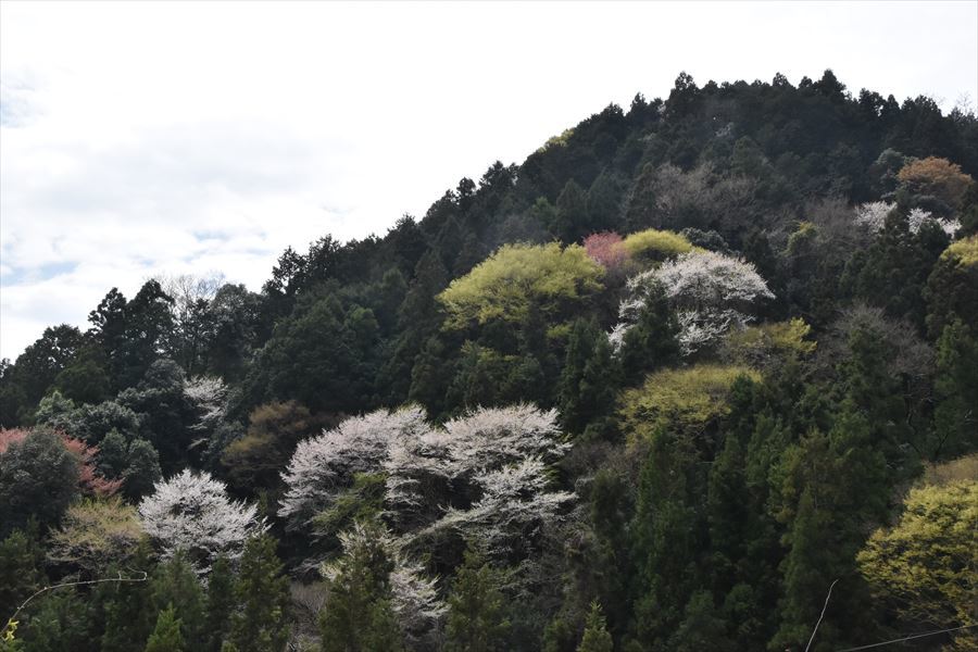 山の桜4