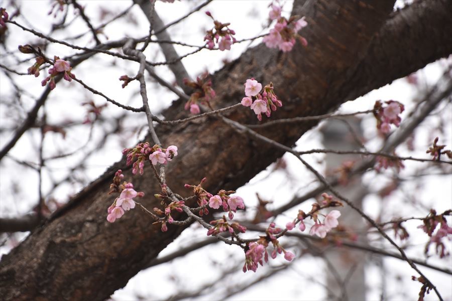 蜂須賀桜1