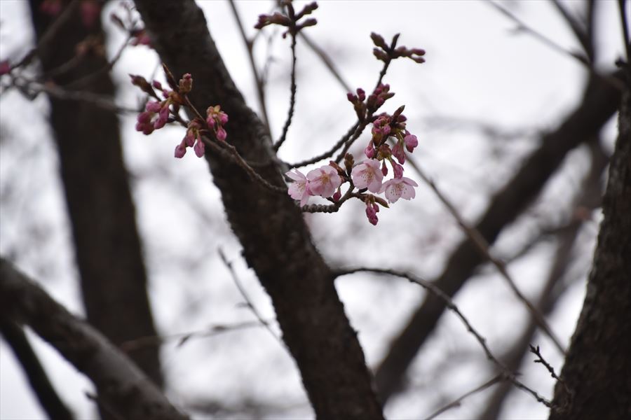 蜂須賀桜3