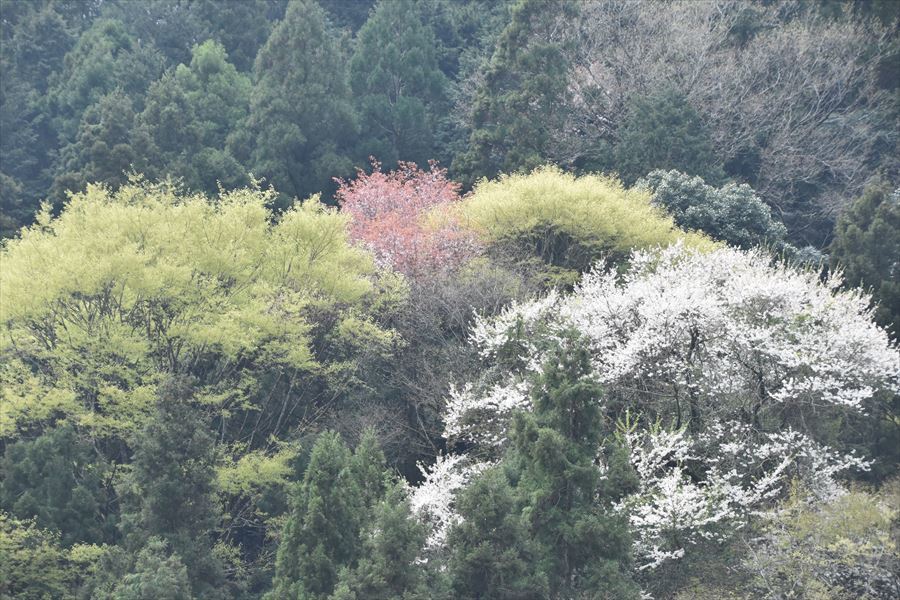 山の桜3