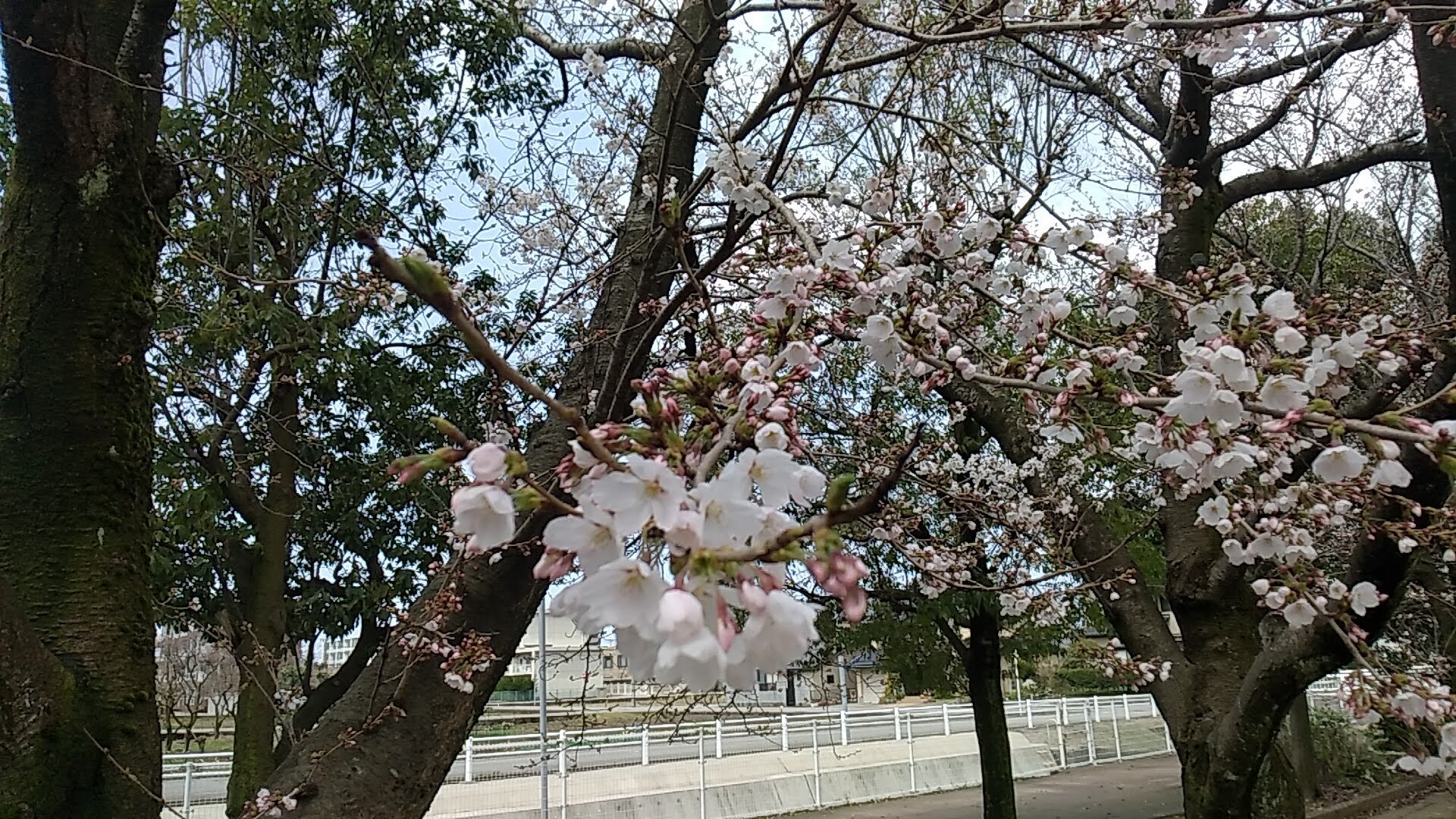 23桜