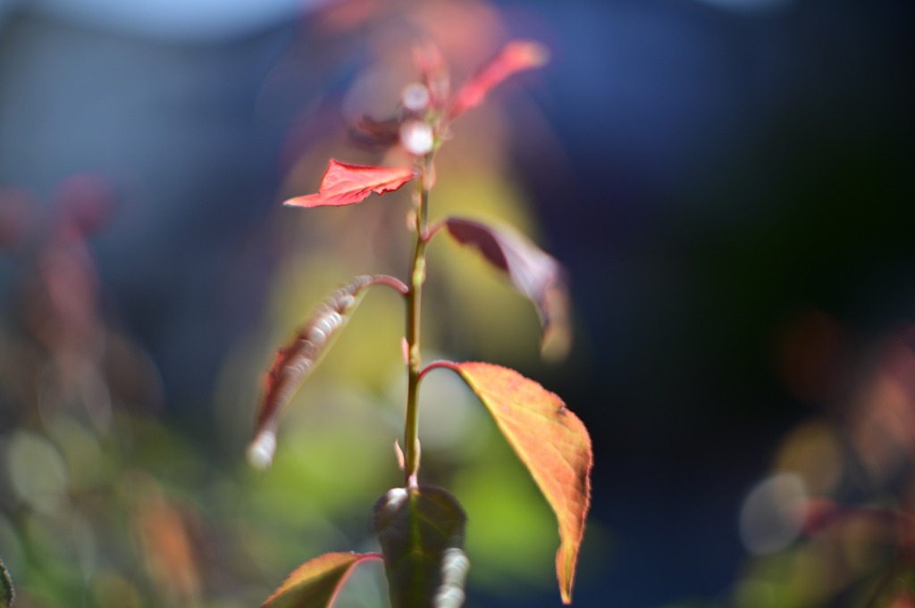 Z6D_0480.jpg