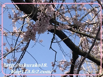2023-3月27日桜