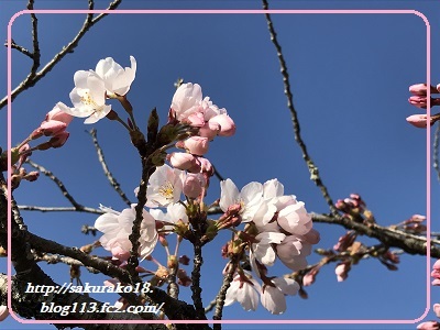 2023-3月31日三神峯公園桜