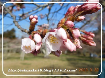 2023-3月31日三神峯公園桜2