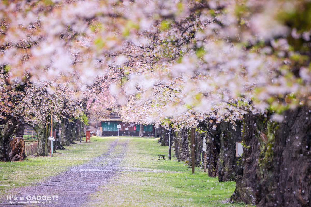 長野牧場の桜