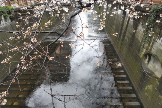 寒い雨と目黒川の桜０１