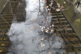 寒い雨と目黒川の桜０２
