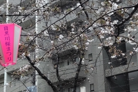 寒い雨と目黒川の桜０３