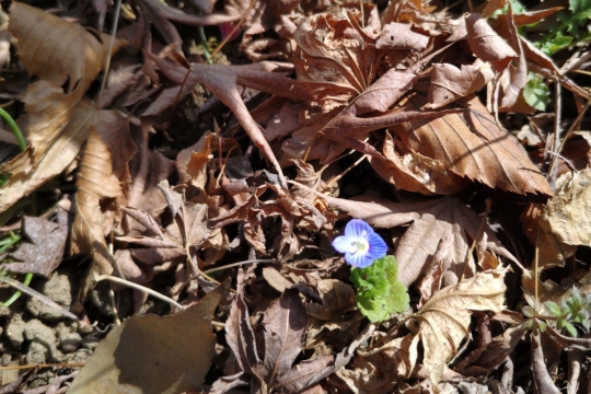 小さな青い花０２