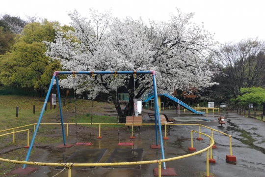 雨の菅刈公園のサクラ０２