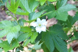 カジイチゴの白い花０２