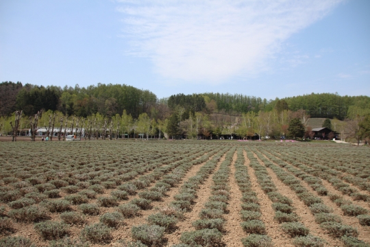 春の富良野のラベンダー畑０３