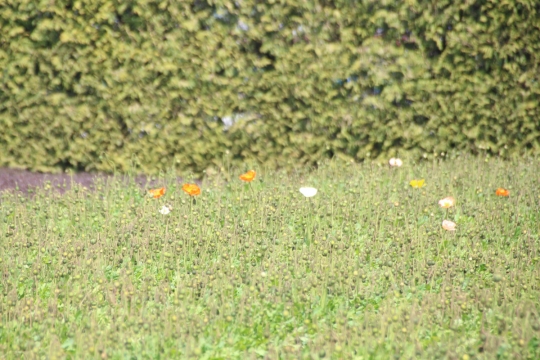春の富良野のラベンダー畑０７
