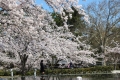 空中庭園の桜036