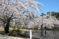 空中庭園の桜035