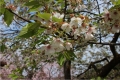 桜公園3608赤実大島