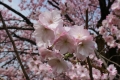 桜公園3619紅豊