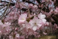 桜公園3620紅豊
