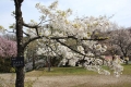 桜公園3611アメリカ