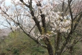 桜公園3648苔清水