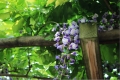 神社藤の花紫009