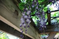 神社藤の花紫005
